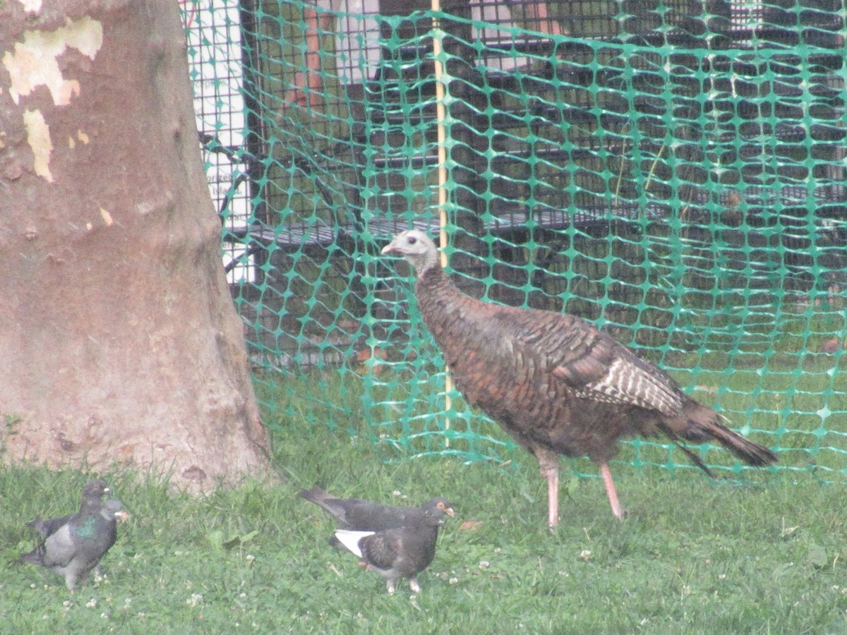 Wild Turkey - ML642061308