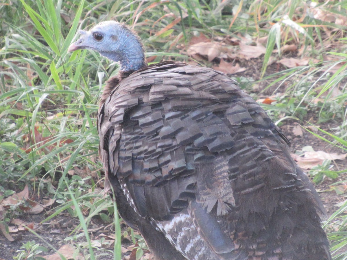Guajolote Gallipavo - ML642061309