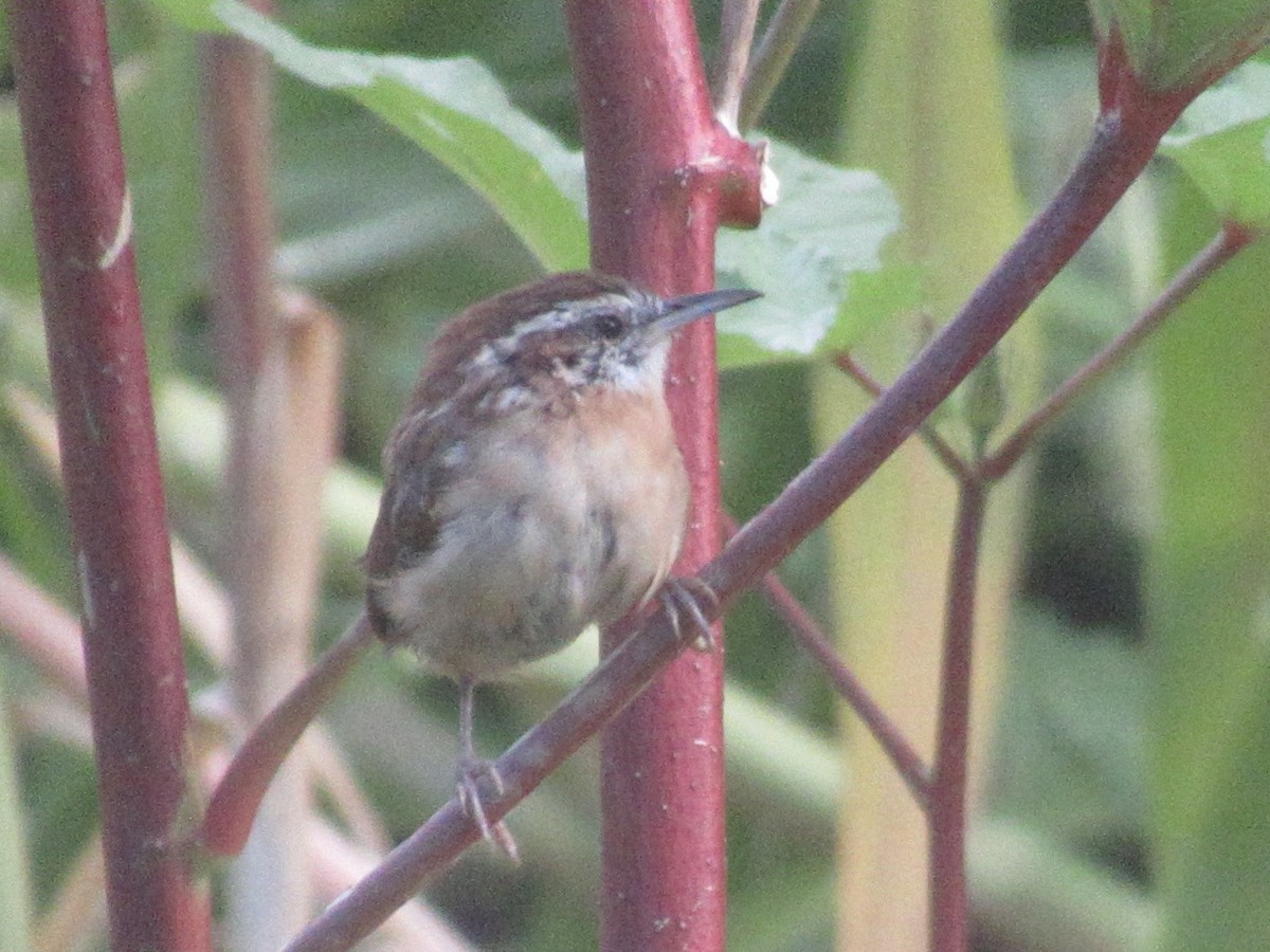 Carolina Wren - ML642061313