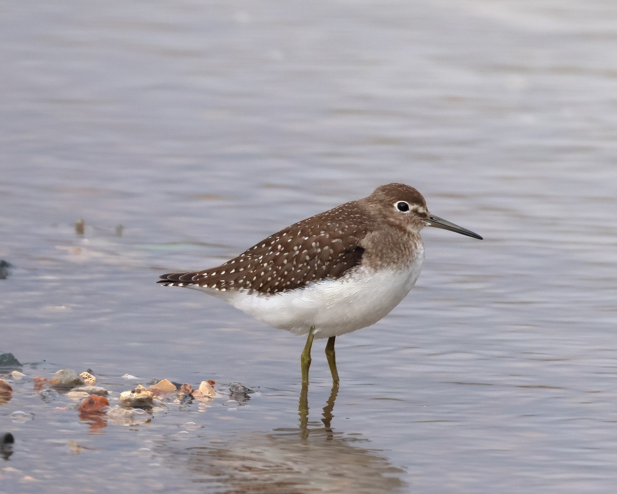 Solitary Sandpiper - ML642061332