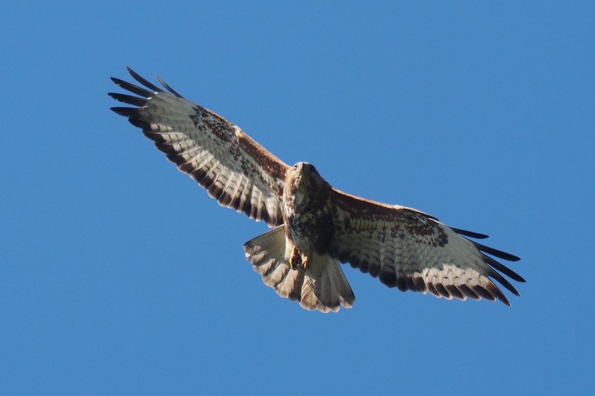 Buse variable - ML642061348
