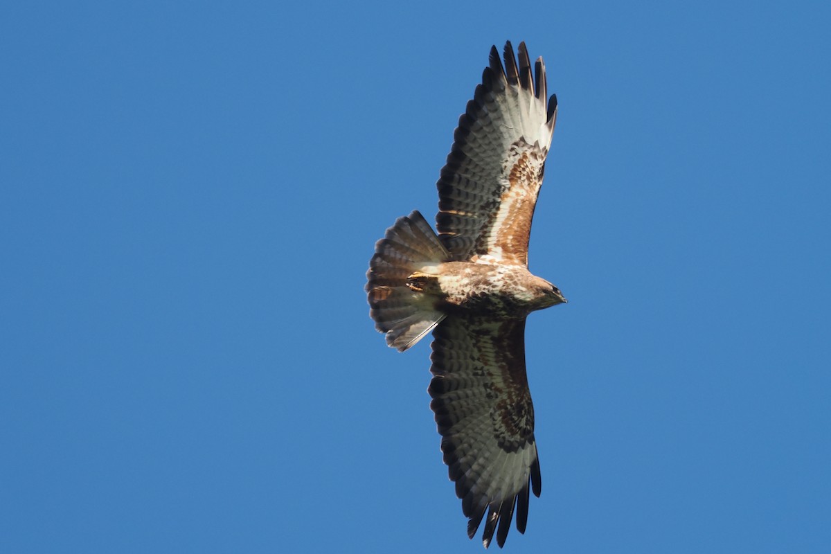 Buse variable - ML642061349