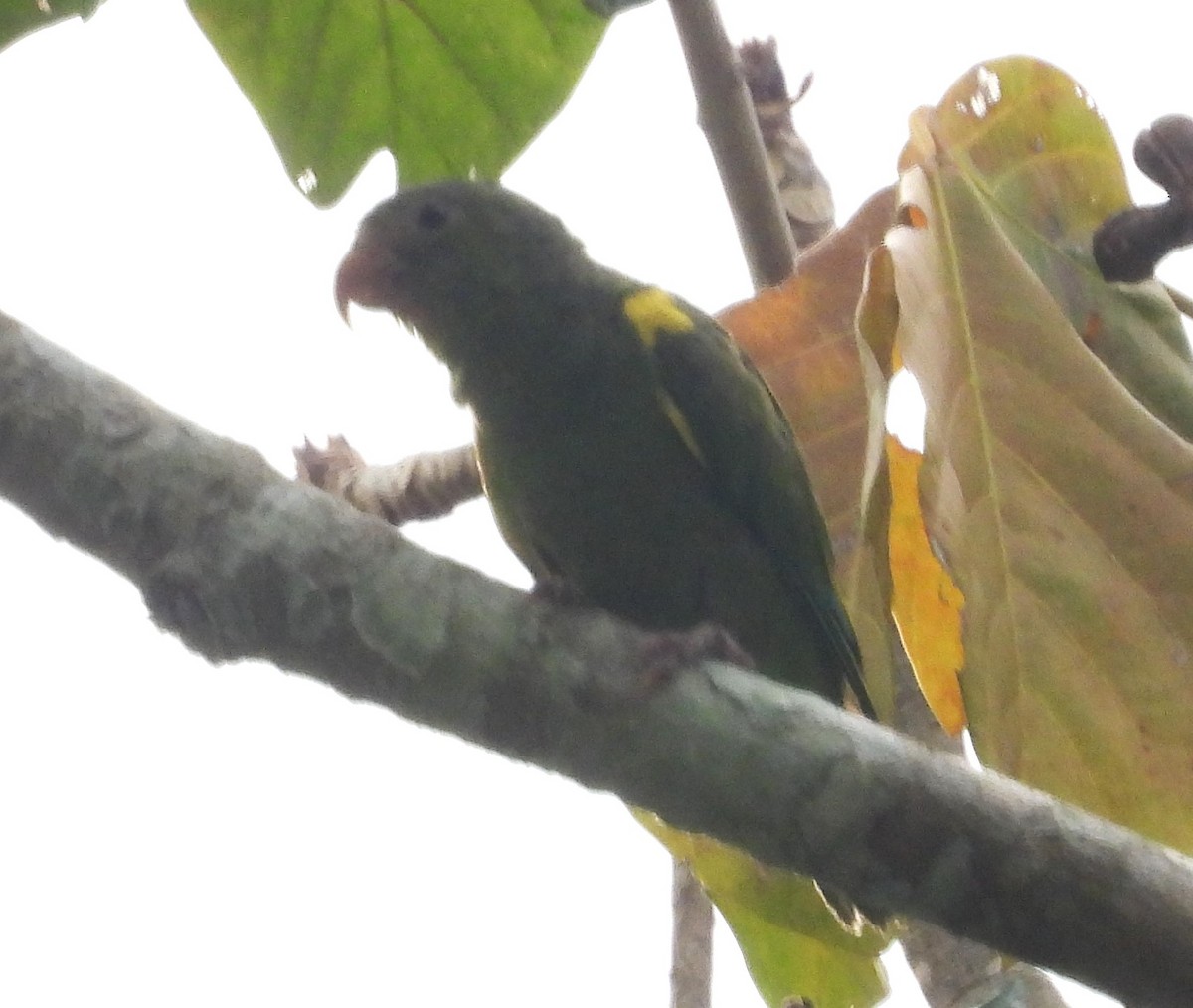 Cobalt-winged Parakeet - ML642061357