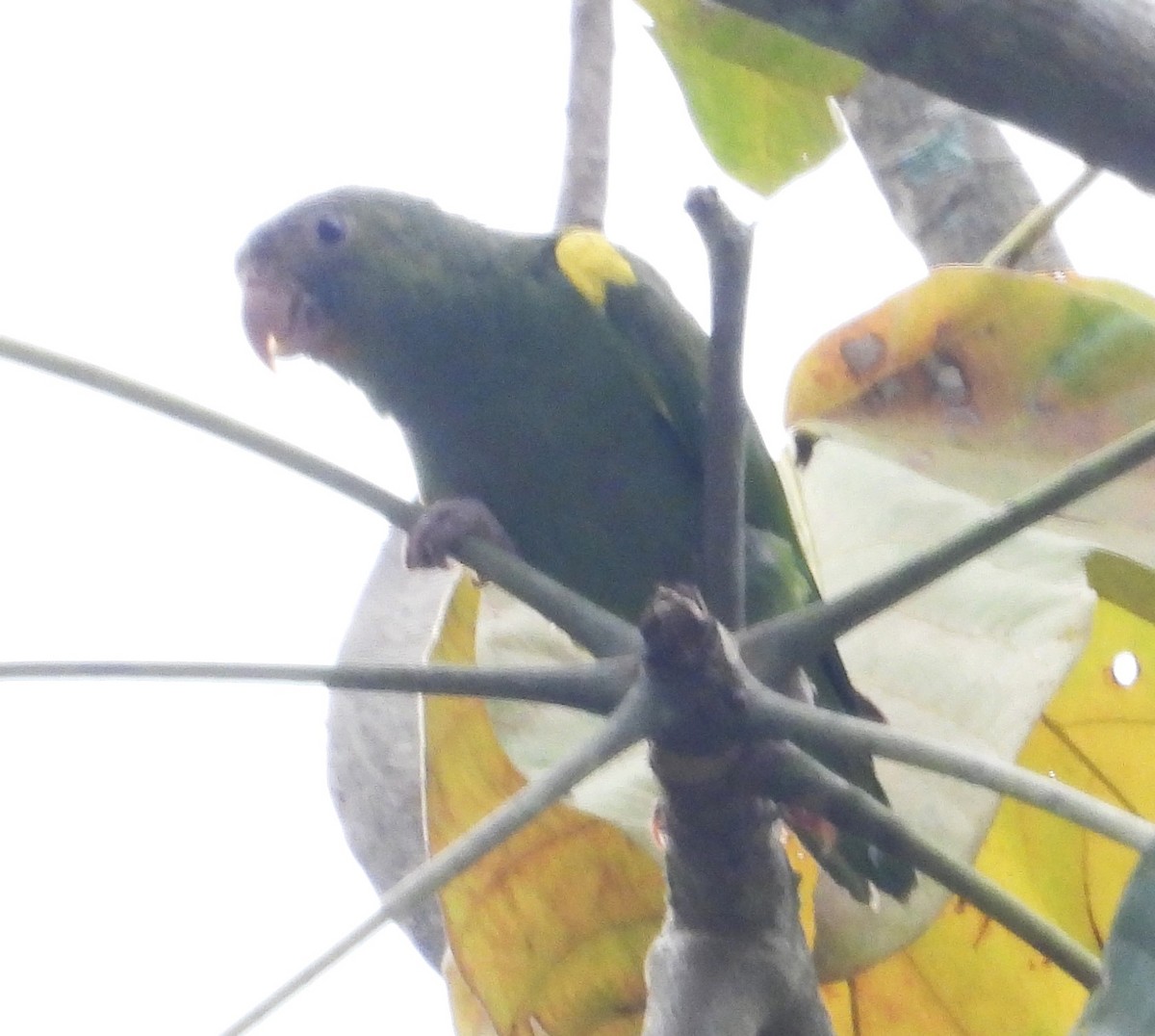 Cobalt-winged Parakeet - ML642061358