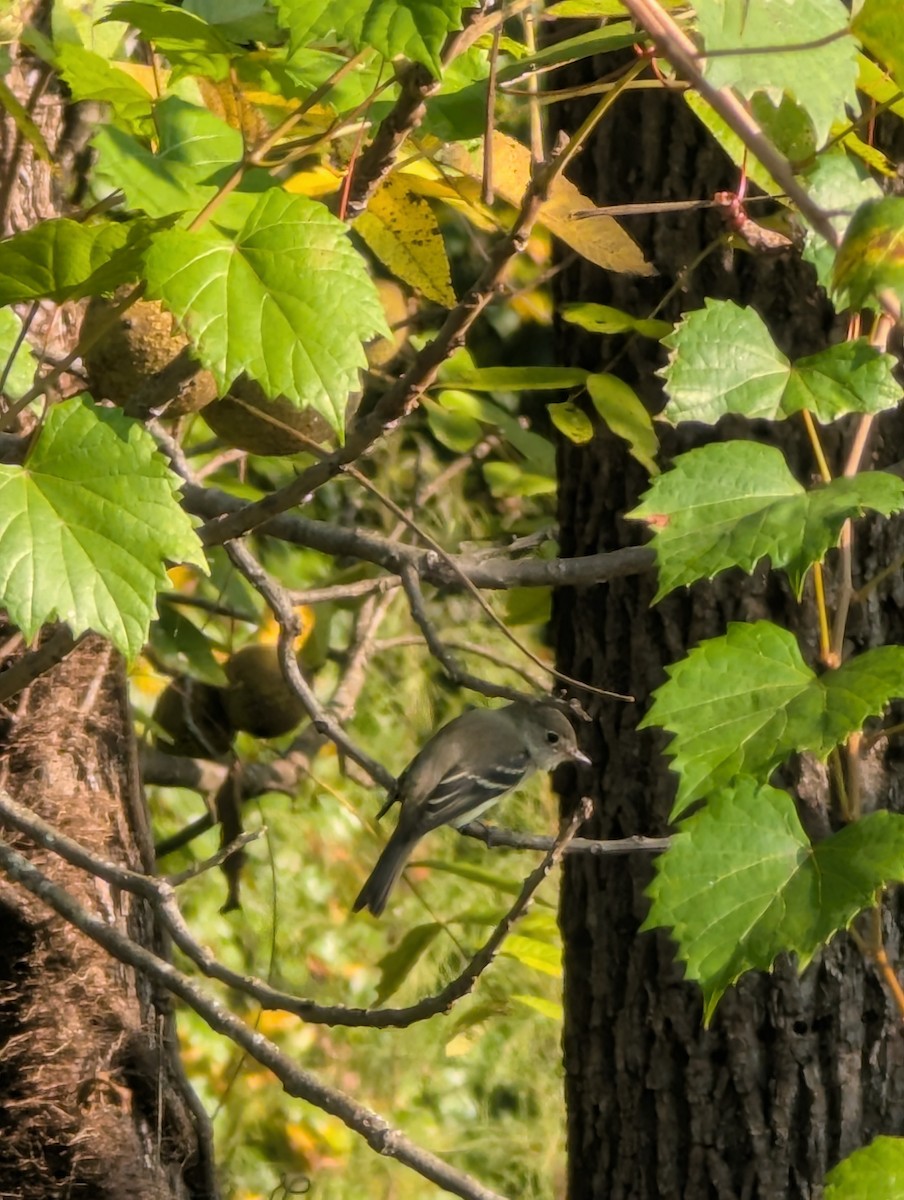 Least Flycatcher - ML642061369