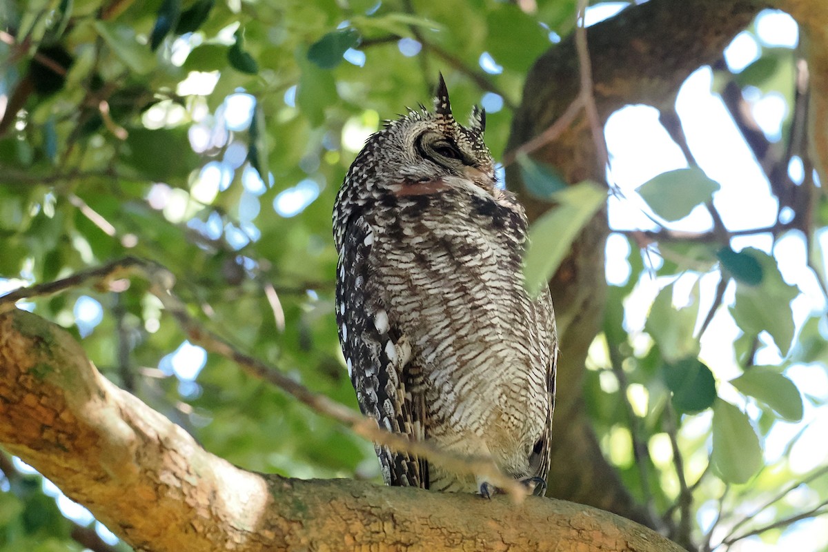 Spotted Eagle-Owl - ML642061372