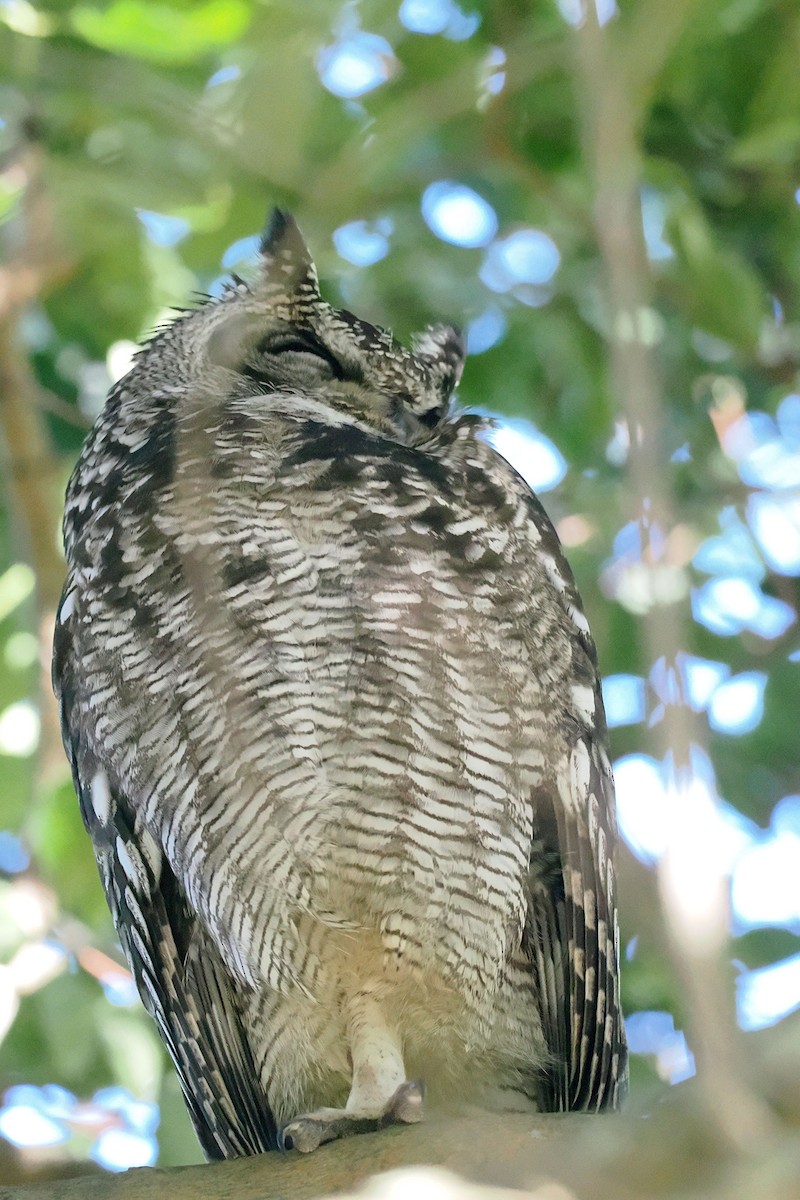 Spotted Eagle-Owl - ML642061373