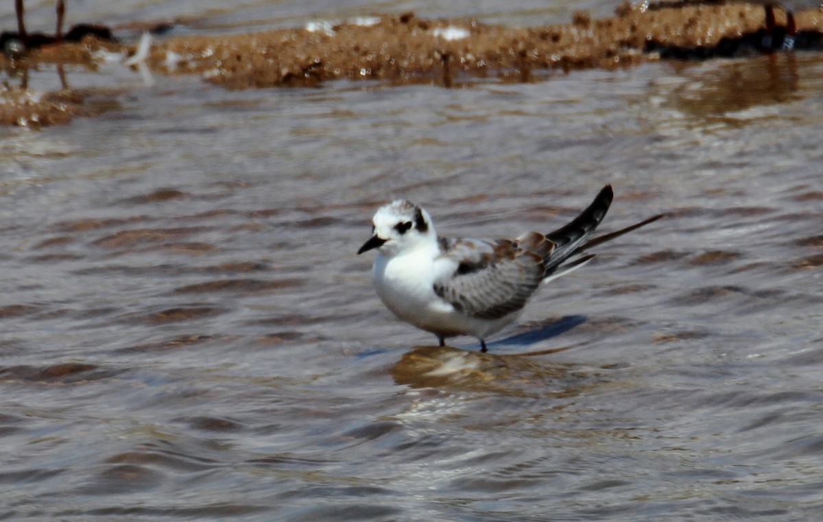 White-winged Tern - ML642061374
