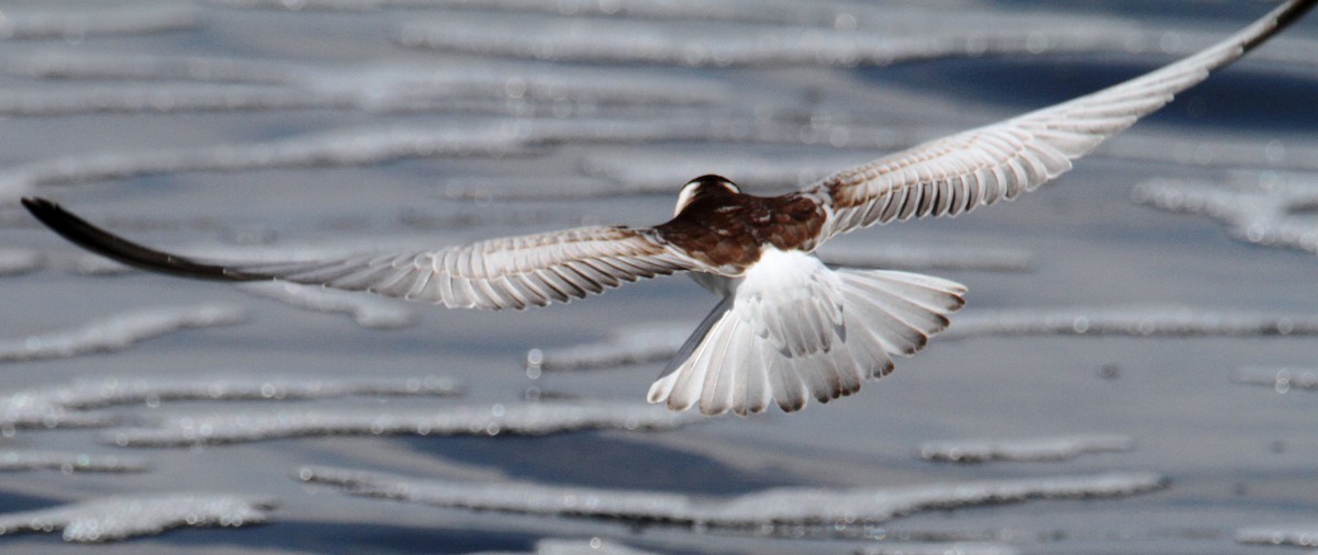 White-winged Tern - ML642061375