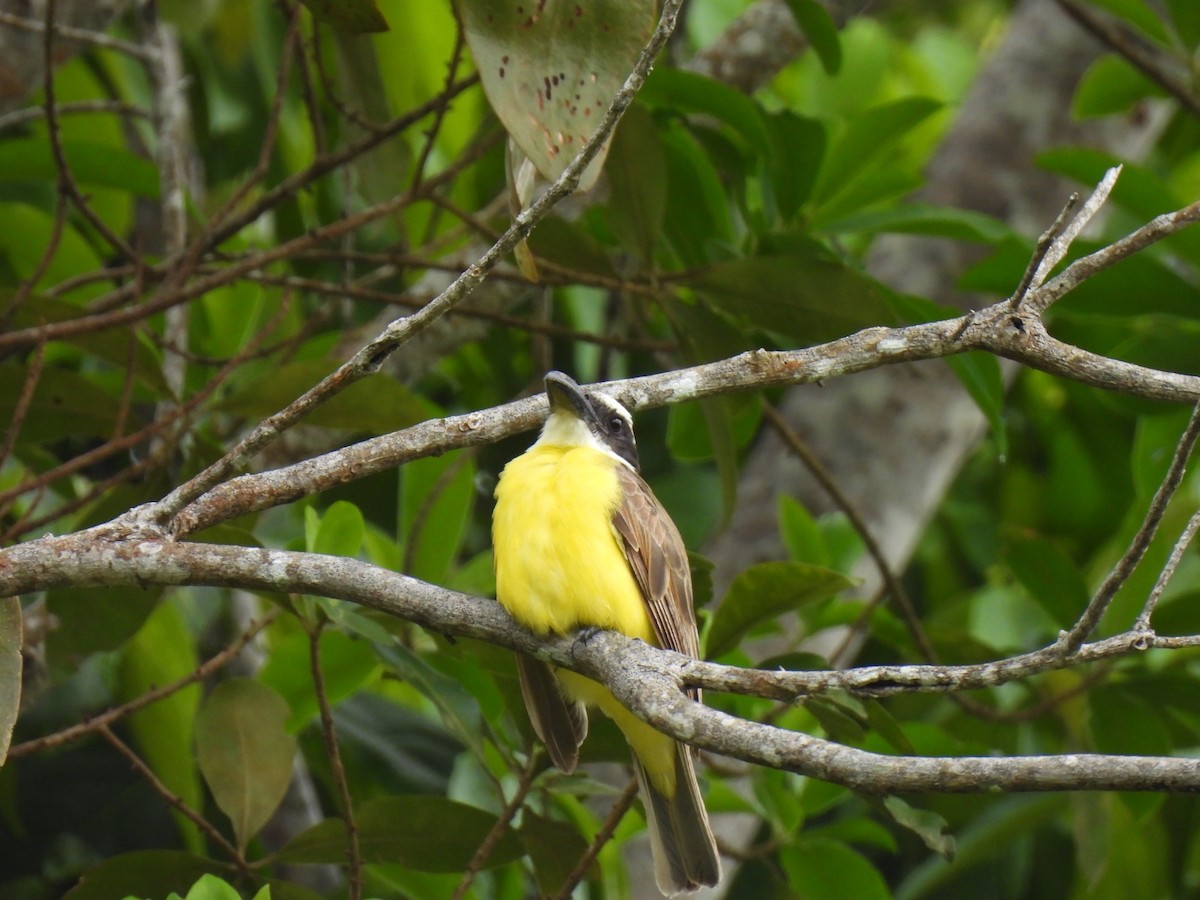 Boat-billed Flycatcher - ML642061380