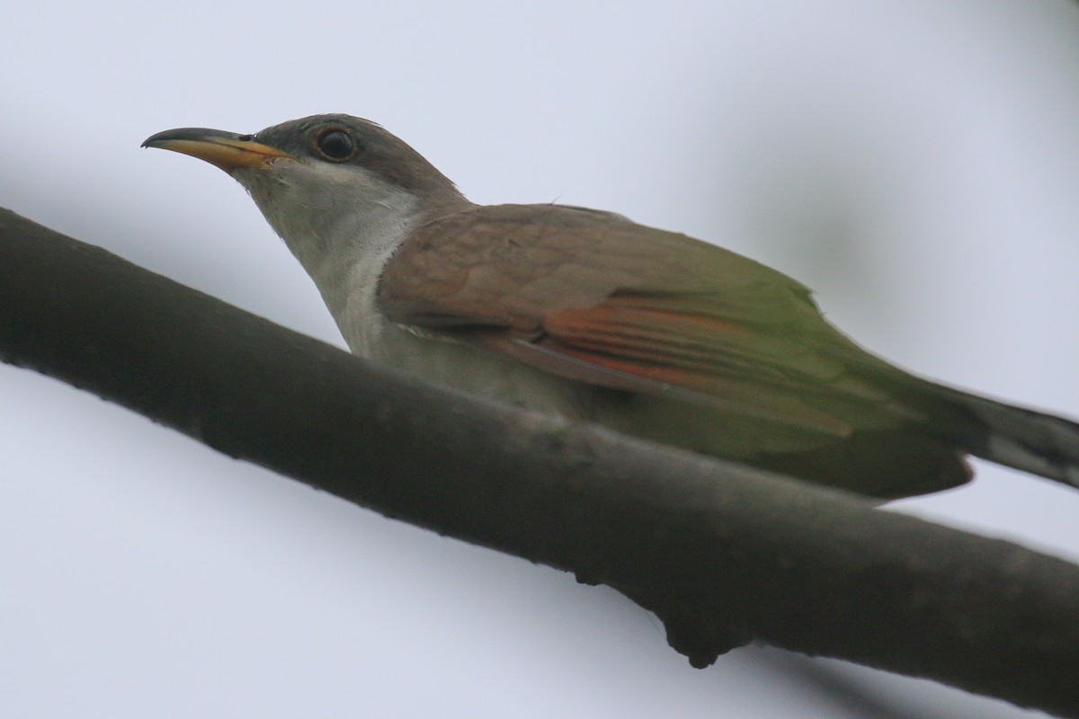 Yellow-billed Cuckoo - ML642061382