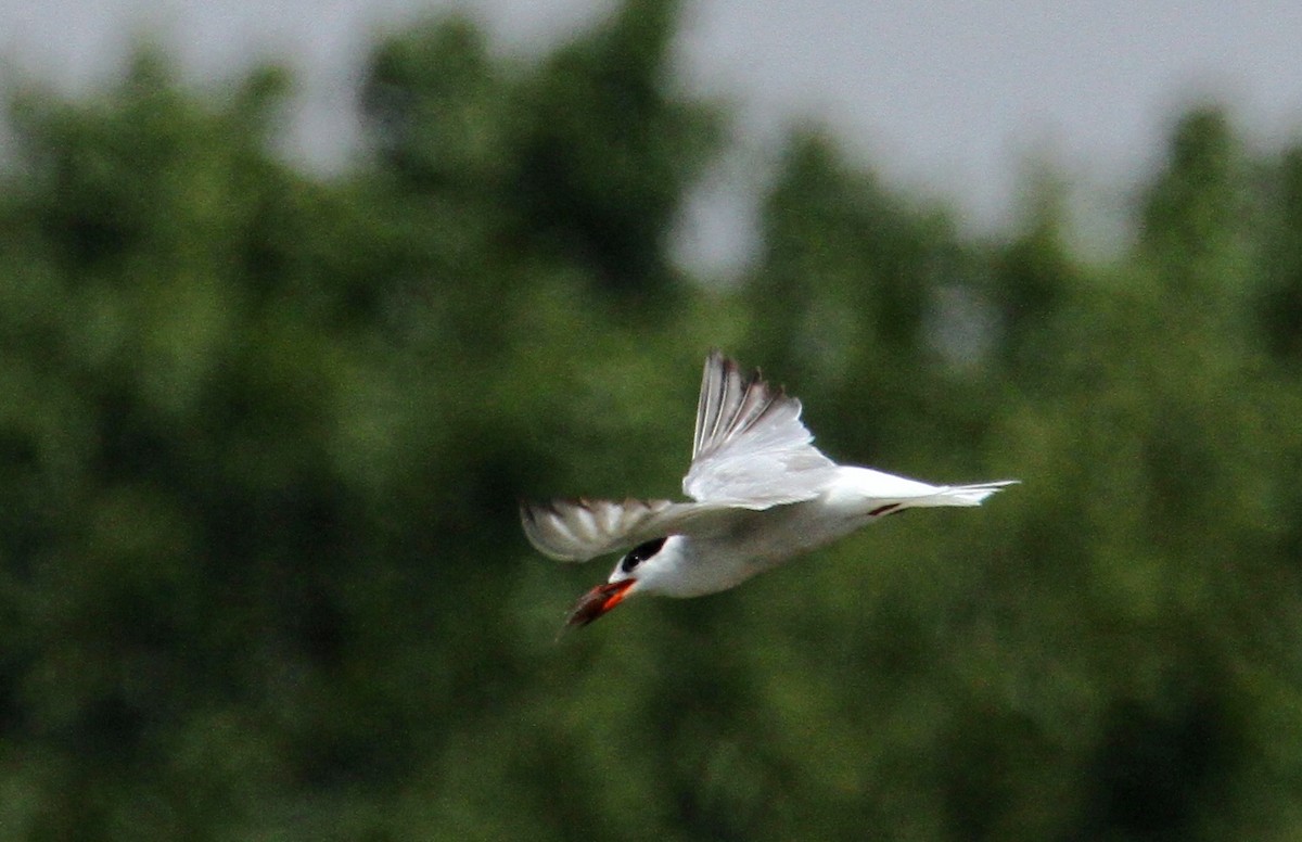 Common Tern - ML642061386