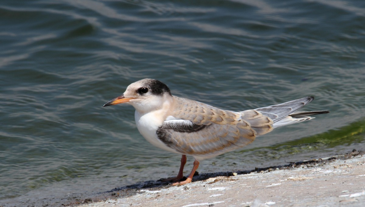 Common Tern - ML642061387
