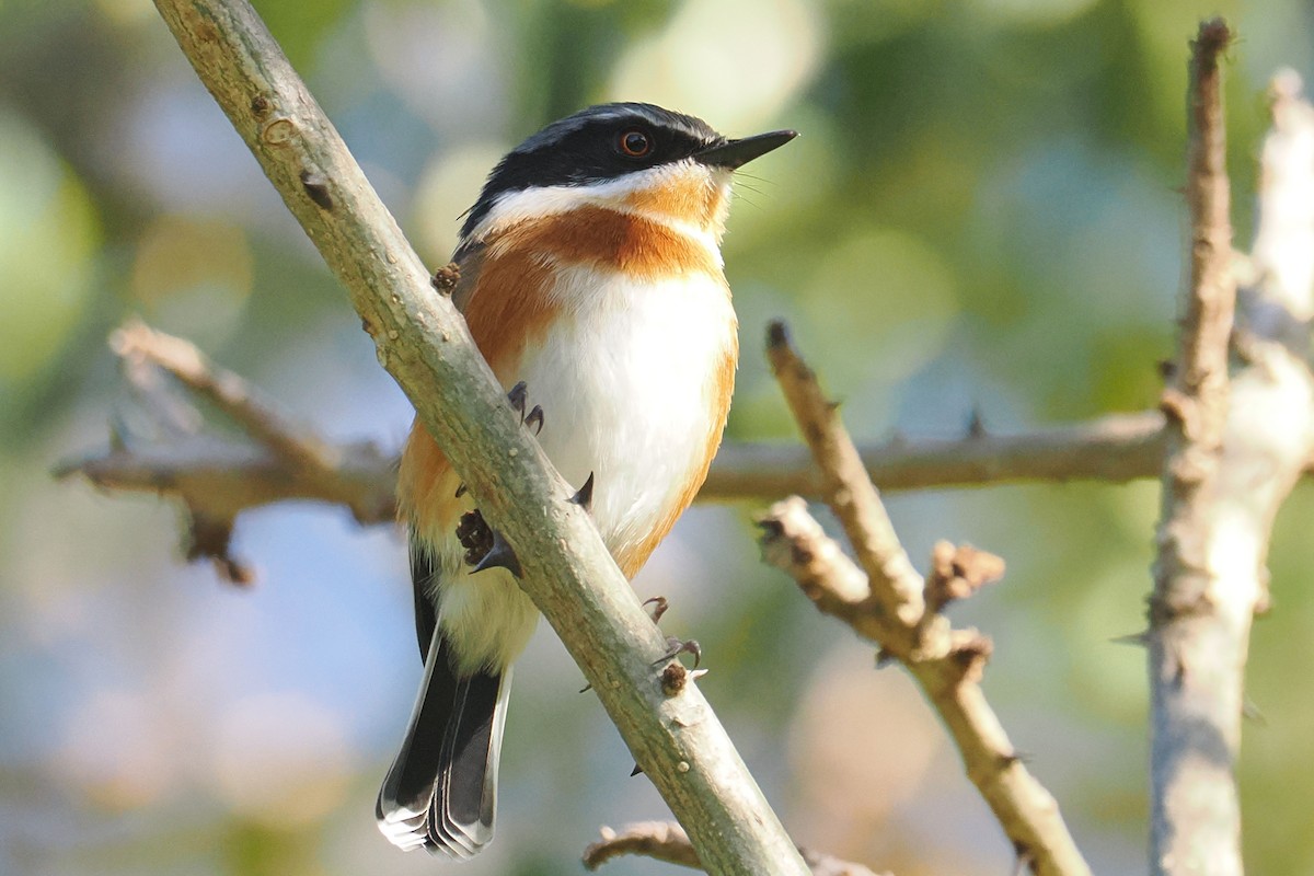 Cape Batis - ML642061401