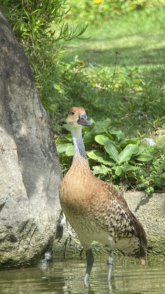 West Indian Whistling-Duck - ML642061410
