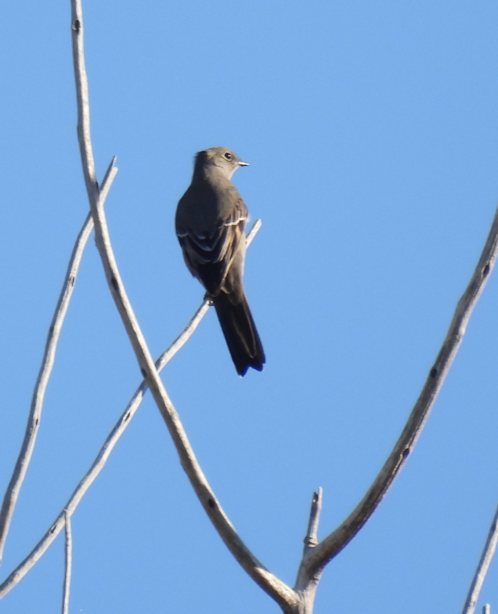 Townsend's Solitaire - ML642061413