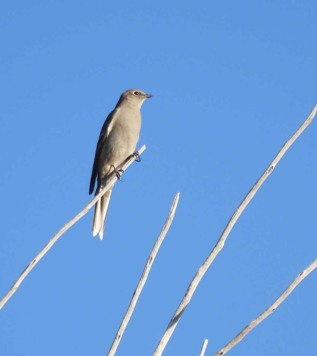 Townsend's Solitaire - ML642061414
