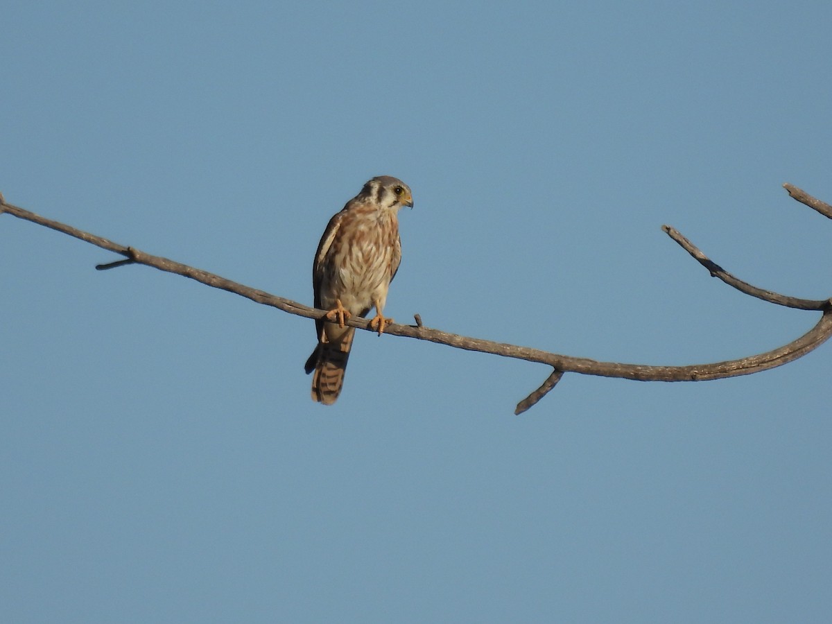 American Kestrel - ML642061418