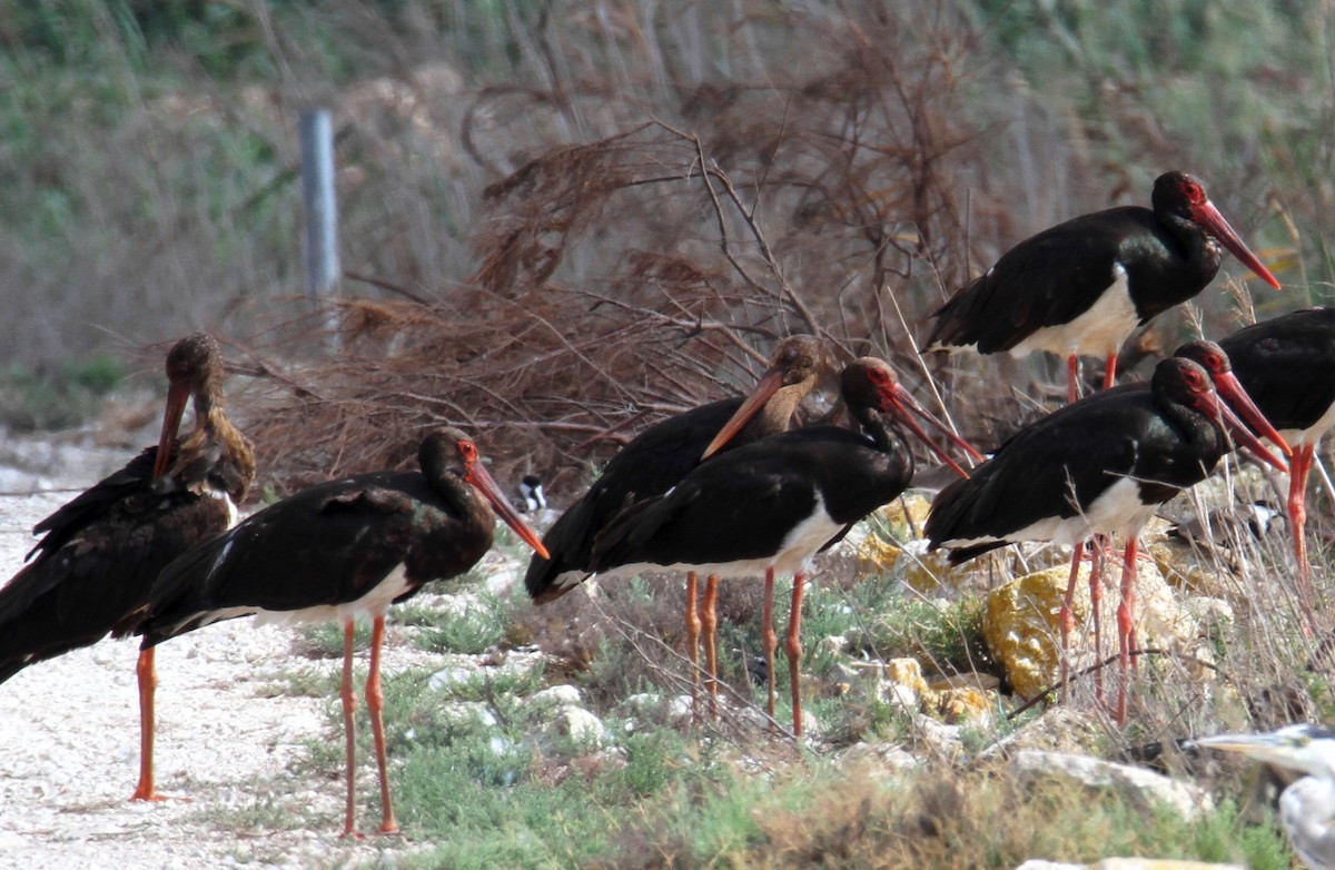 Black Stork - ML642061420