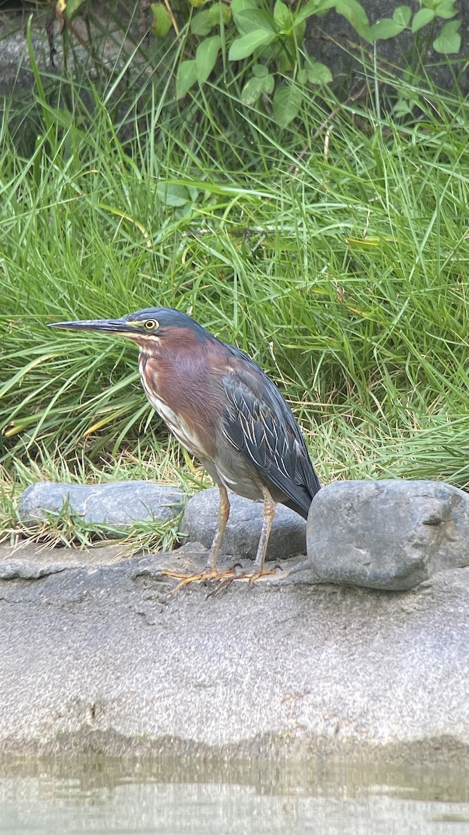 Green Heron - ML642061423