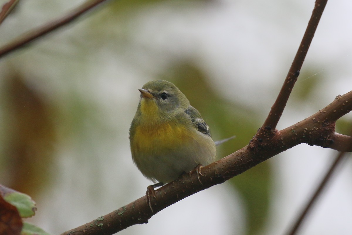 Northern Parula - ML642061441