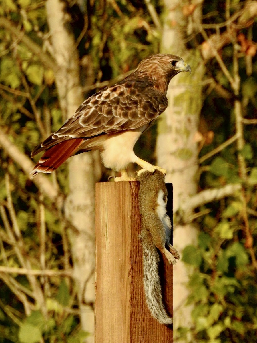 Red-tailed Hawk - ML642061443