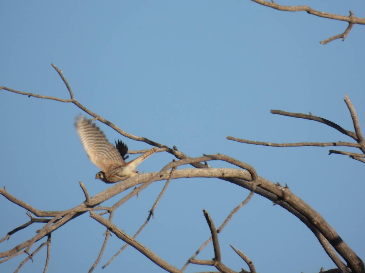 American Kestrel - ML642061450