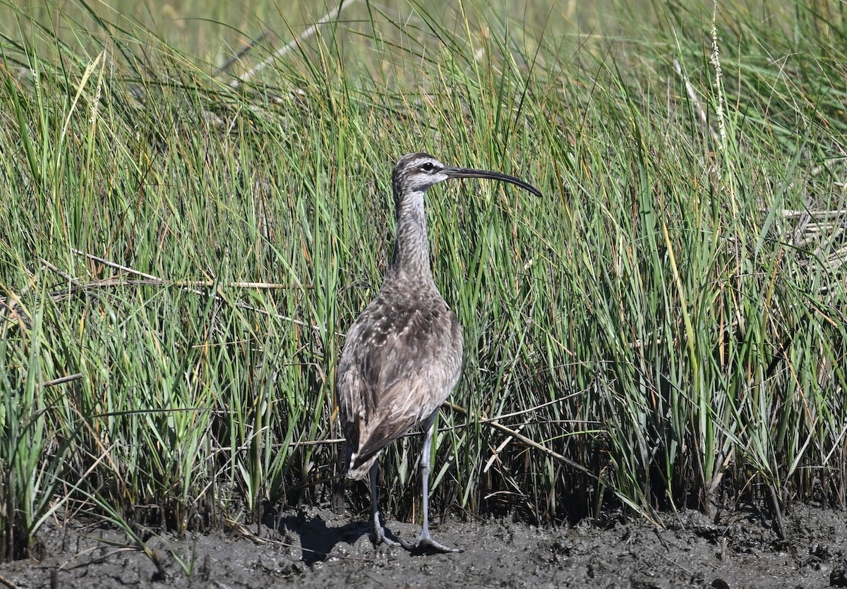Regenbrachvogel - ML642061451