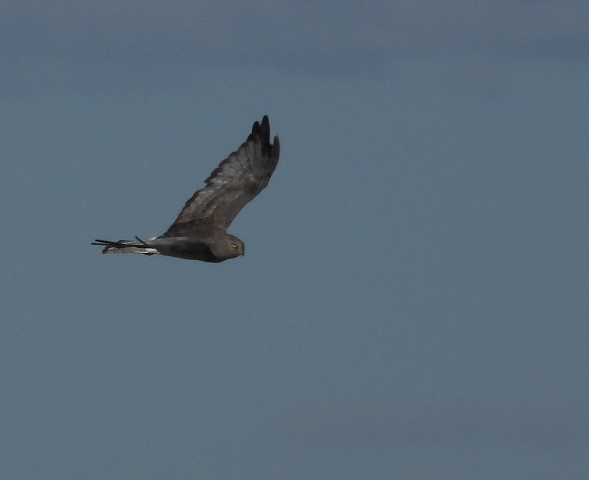 Northern Harrier - ML642061476