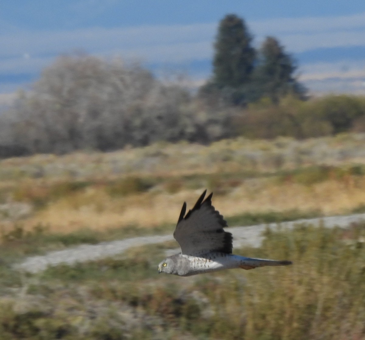 Northern Harrier - ML642061477