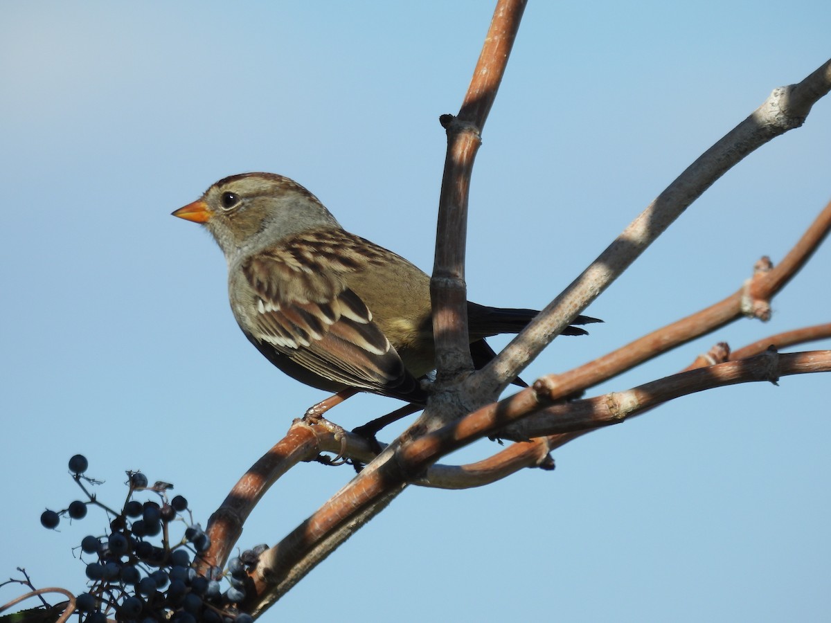 White-crowned Sparrow - ML642061491