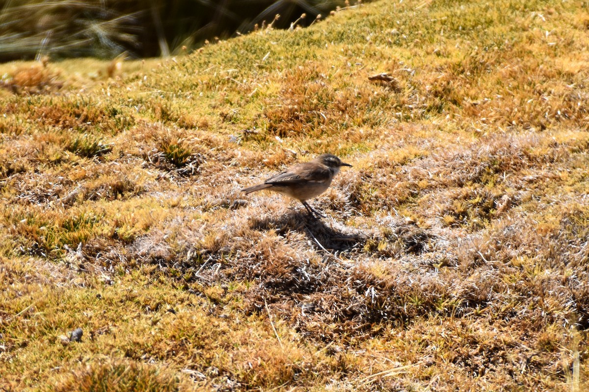 White-winged Cinclodes - ML642061500