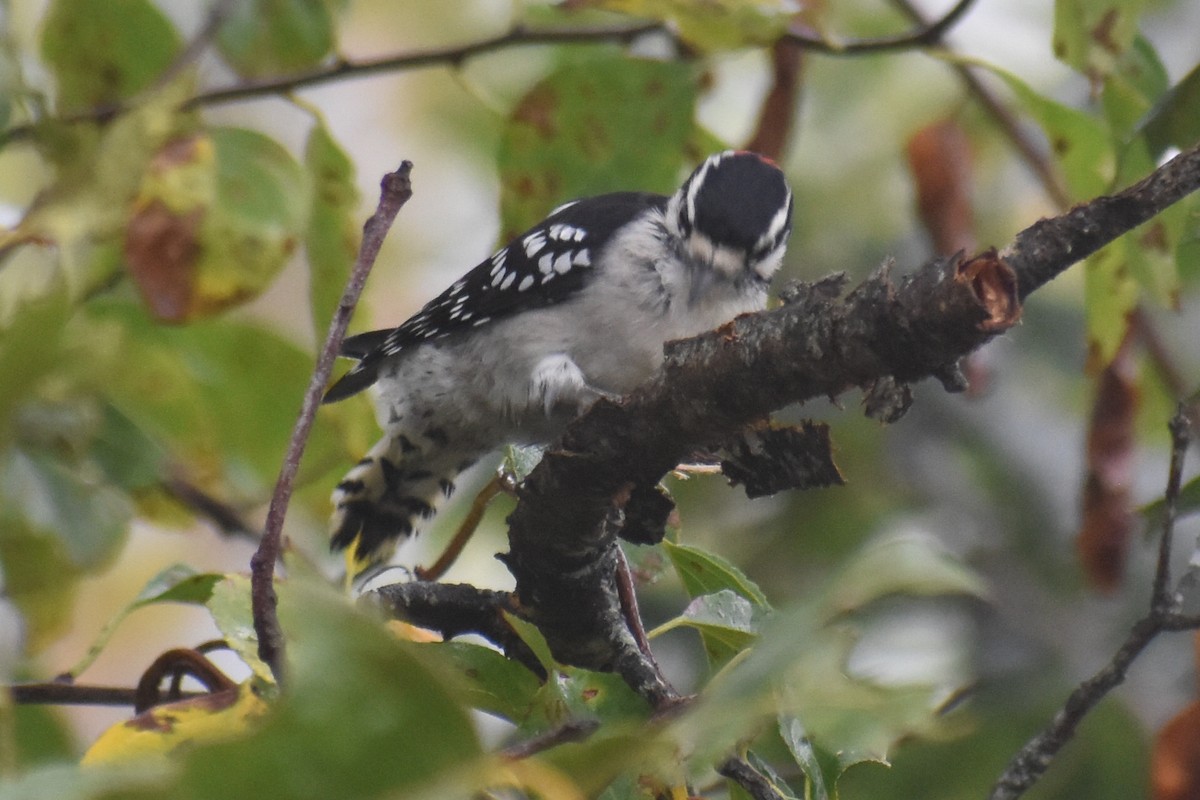 Downy Woodpecker - ML642061514