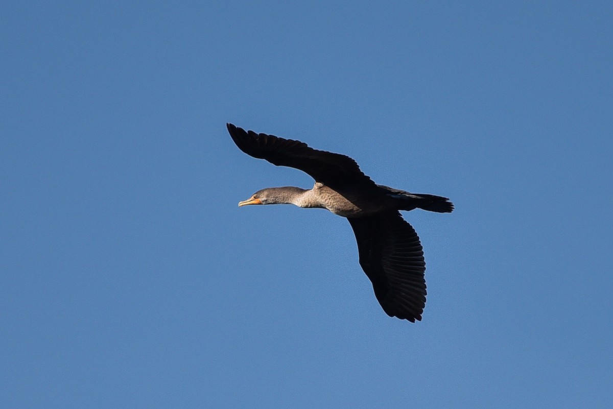 Double-crested Cormorant - ML642061516