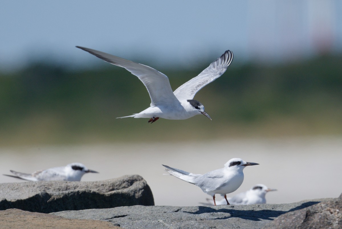 Common Tern - ML642061522