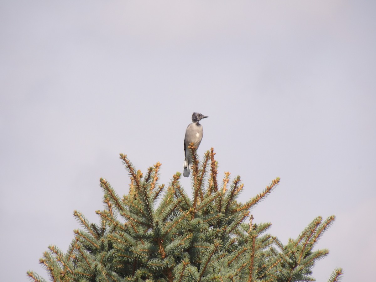 Blue Jay - ML642061527