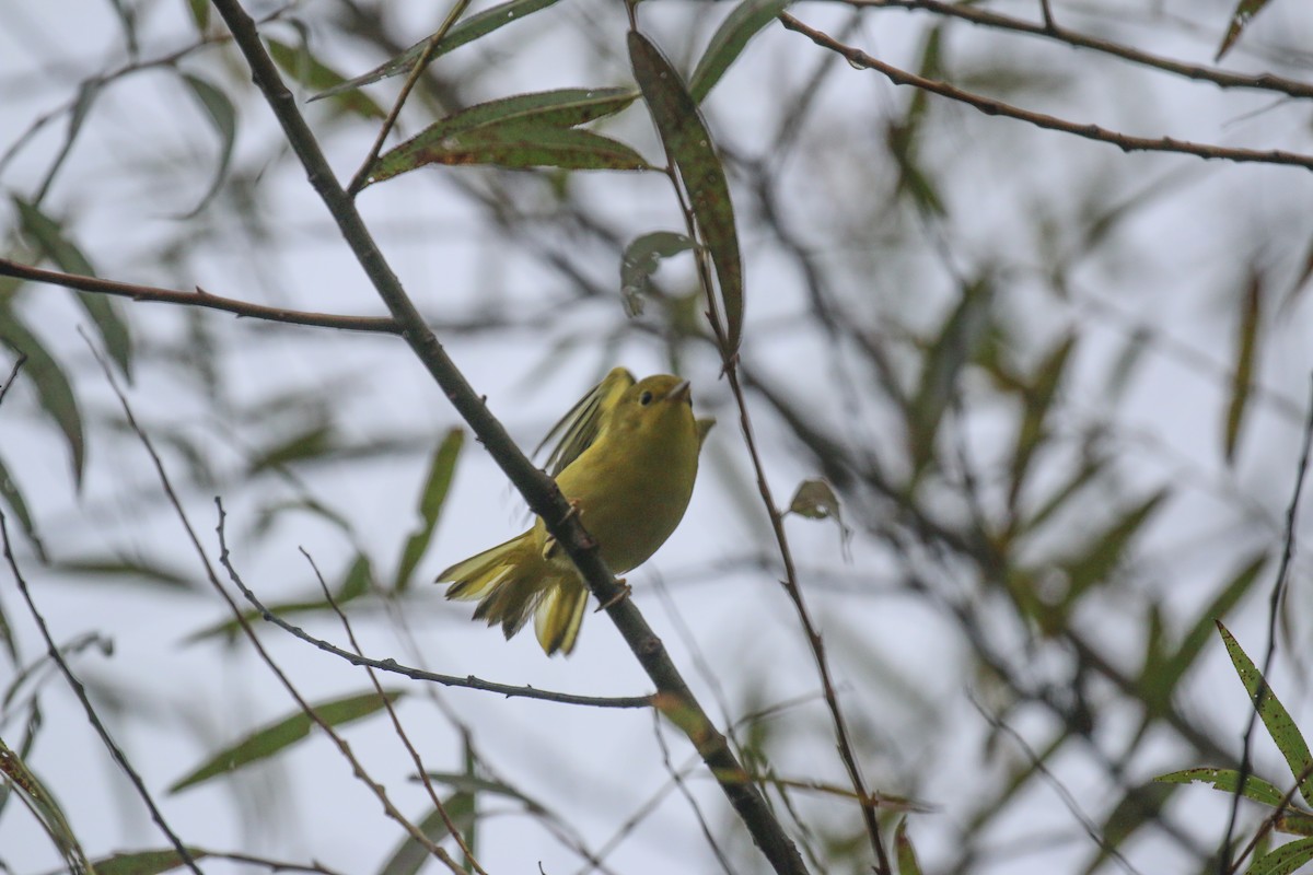 Yellow Warbler - ML642061534
