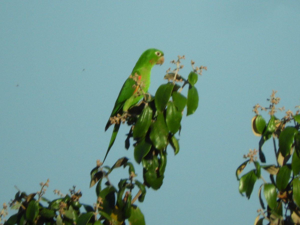 Aratinga Ojiblanca - ML642061535