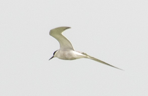 Common Tern - ML642061547