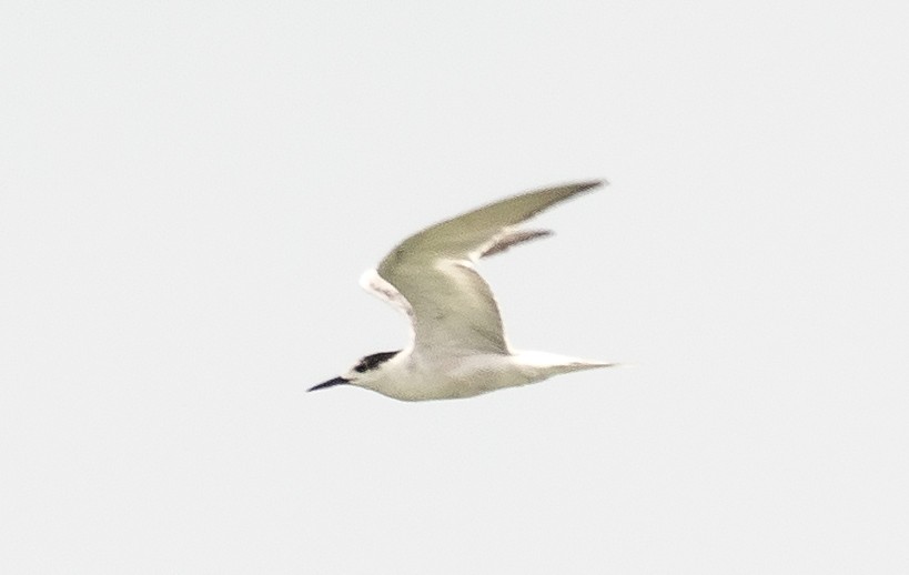 Common Tern - ML642061548