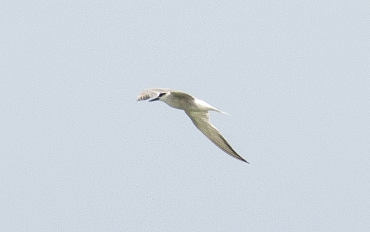 Common Tern - ML642061550