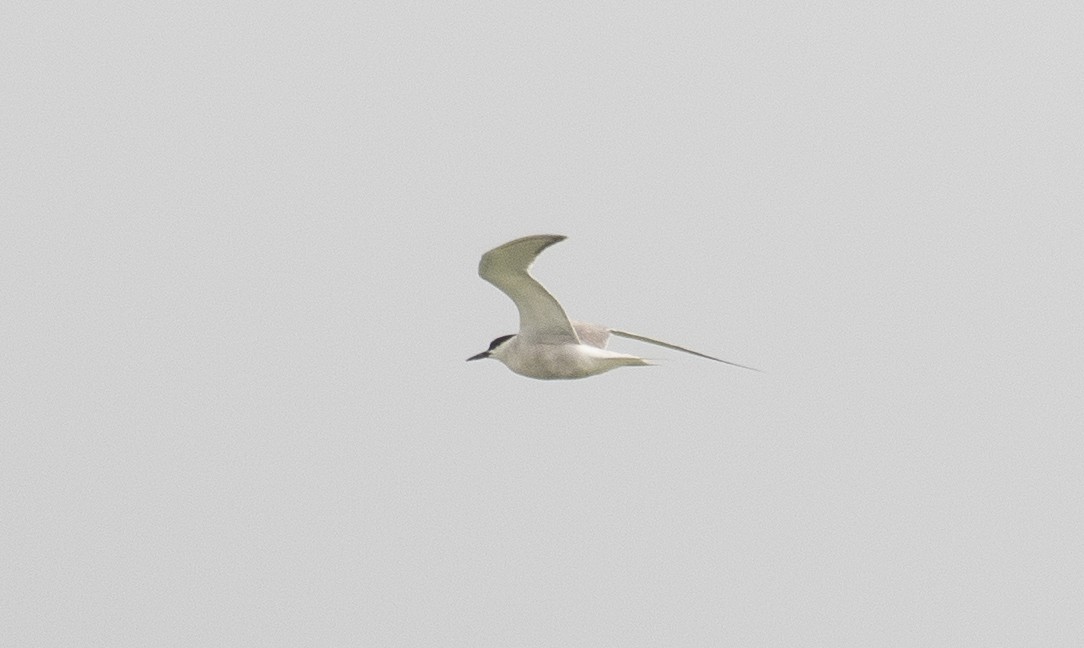 Common Tern - ML642061551
