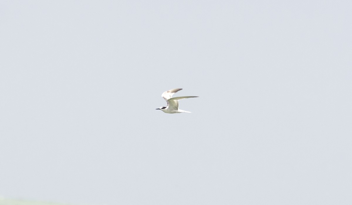 Common Tern - ML642061552