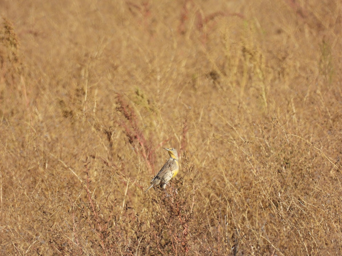 Western Meadowlark - ML642061557
