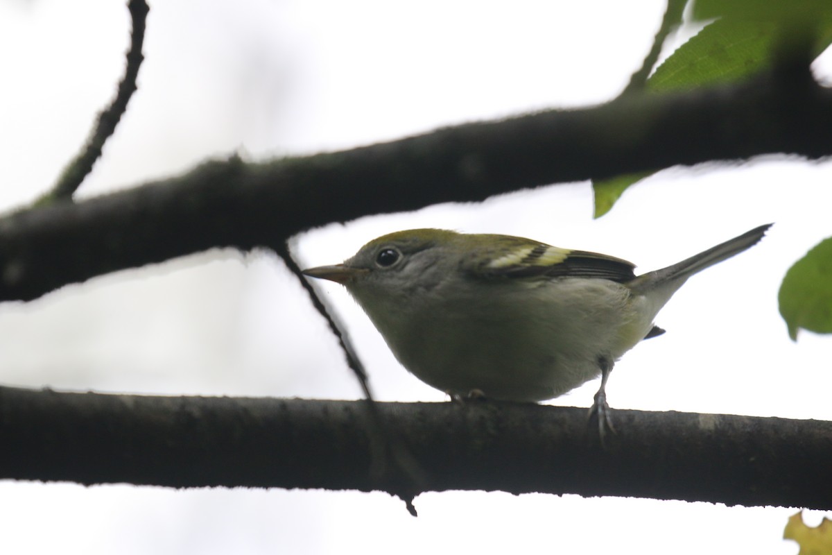 Chestnut-sided Warbler - ML642061558