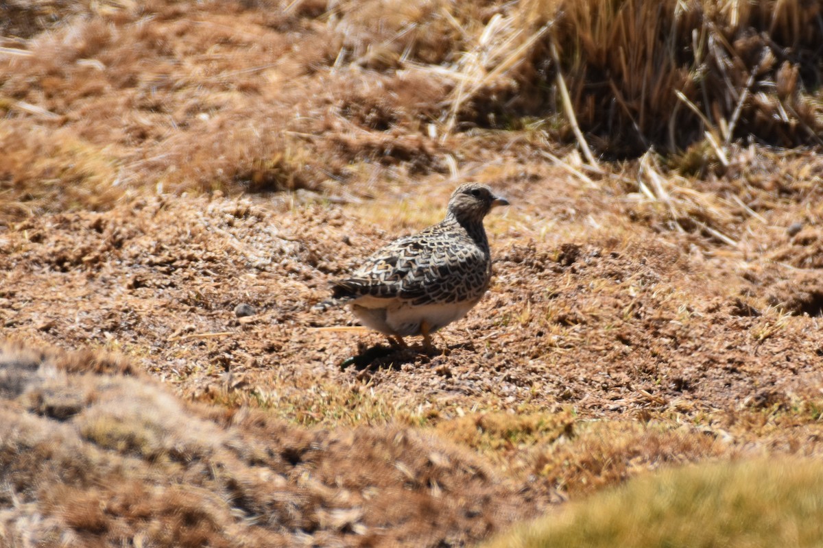 Graubrust-Höhenläufer - ML642061579