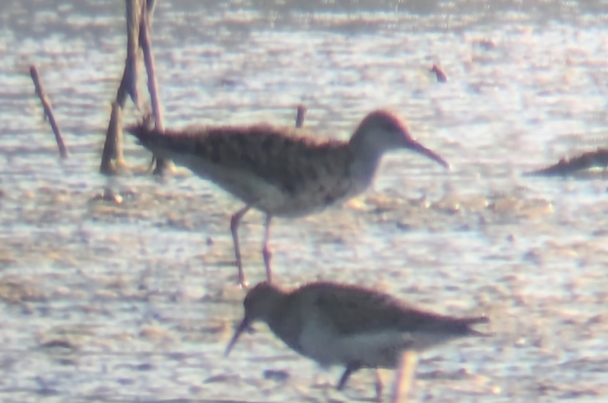 Ruff - ML642061583