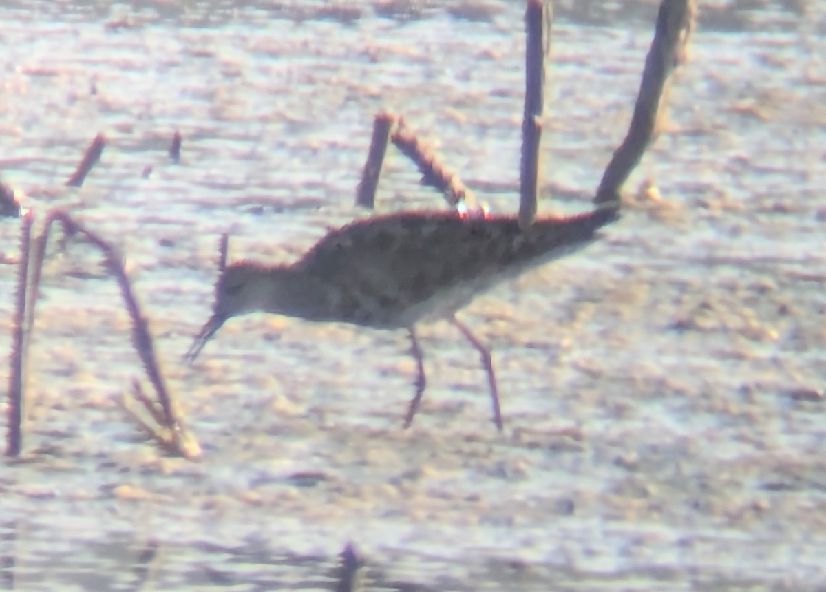 Ruff - ML642061584