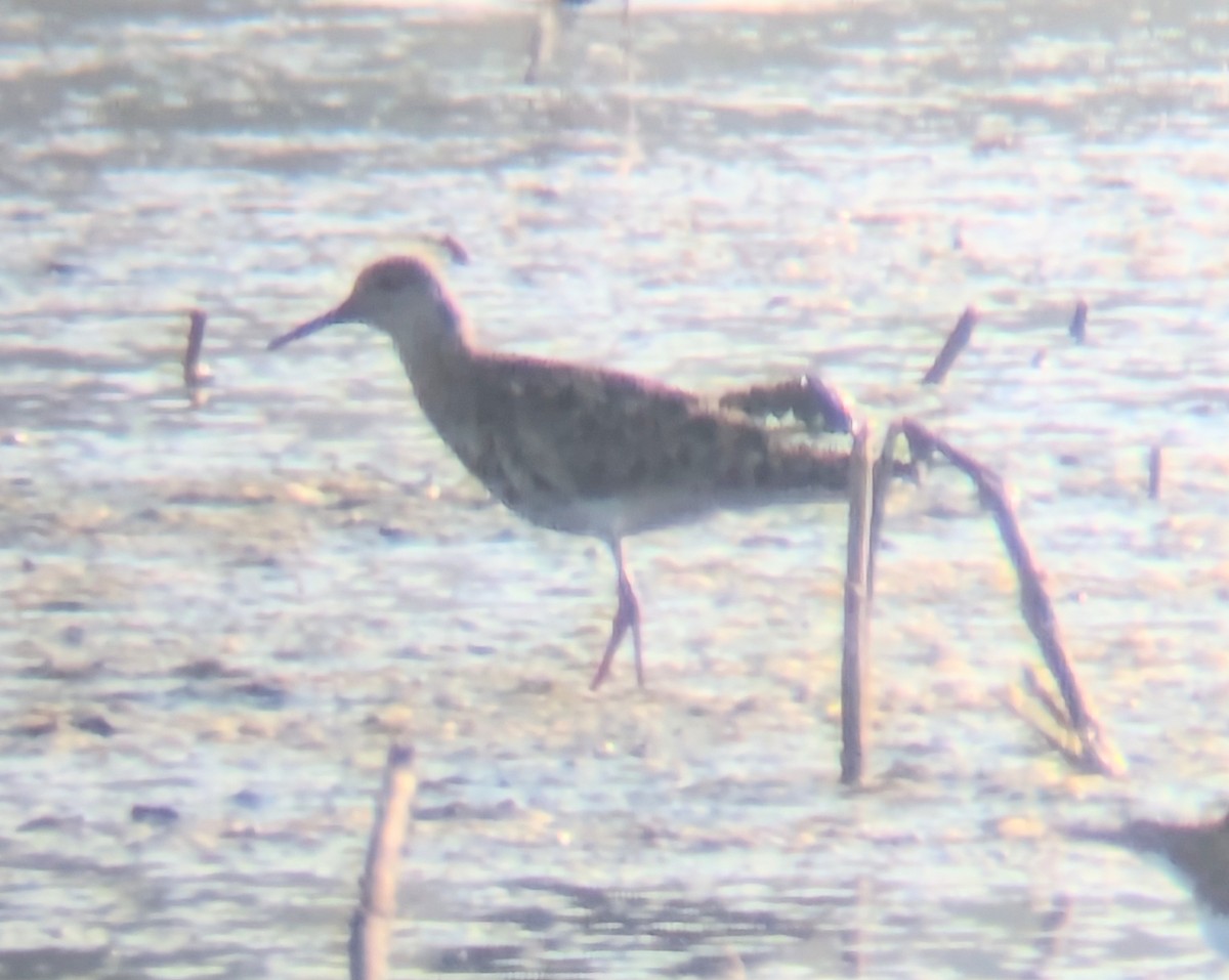 Ruff - ML642061586