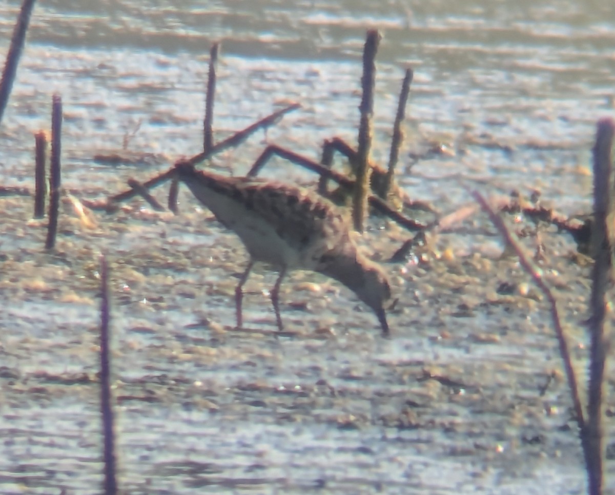 Ruff - ML642061587